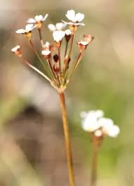 Attēlu rezultāti vaicājumam “Androsace septentrionalis fruit”