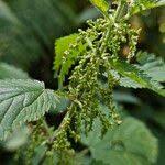 Attēlu rezultāti vaicājumam “Urtica dioica fruit”