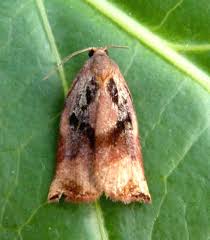Attēlu rezultāti vaicājumam “Archips podana female”