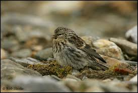 Attēlu rezultāti vaicājumam “Carduelis flammea female”