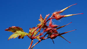 Attēlu rezultāti vaicājumam “Geranium robertianum fruit”