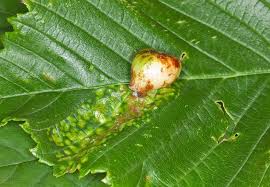 Attēlu rezultāti vaicājumam “Tetraneura ulmi”