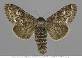 Attēlu rezultāti vaicājumam “Gynaephora selenitica larva”