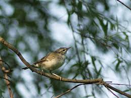 Image result for Phylloscopus borealis