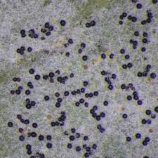 Attēlu rezultāti vaicājumam “Erysiphe galeopsidis”