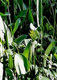 Attēlu rezultāti vaicājumam “Erythronium sibiricum”