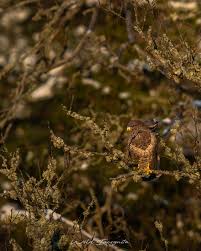 Attēlu rezultāti vaicājumam “Buteo buteo nest”