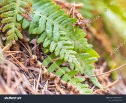 Attēlu rezultāti vaicājumam “Polypodium vulgare”