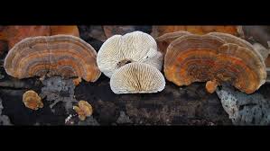 Attēlu rezultāti vaicājumam “Lenzites betulina”