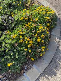 Attēlu rezultāti vaicājumam “Lycogala persicum sessile”