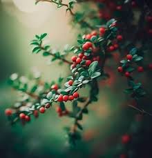 Attēlu rezultāti vaicājumam “Cotoneaster divaricatus”