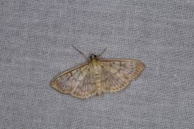 Attēlu rezultāti vaicājumam “Pleuroptya ruralis”