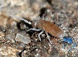 Attēlu rezultāti vaicājumam “Heteromurus nitidus”