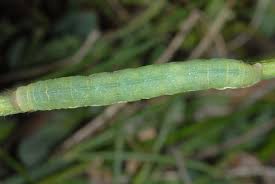 Attēlu rezultāti vaicājumam “Agrochola litura imago”