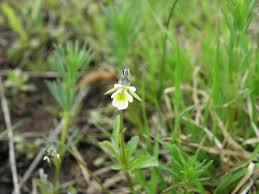 Attēlu rezultāti vaicājumam “Viola arvensis bud”