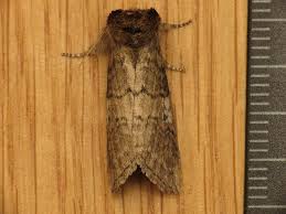 Attēlu rezultāti vaicājumam “Tethea or”