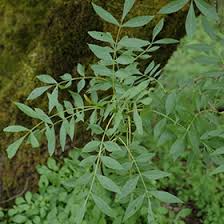 Attēlu rezultāti vaicājumam “Fraxinus excelsior”