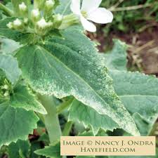 Image result for Lunaria annua