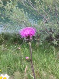 Attēlu rezultāti vaicājumam “Cirsium heterophyllum flower”