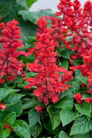 Image result for Salvia splendens