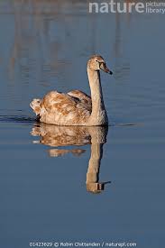 Attēlu rezultāti vaicājumam “Cygnus cygnus juvenile”