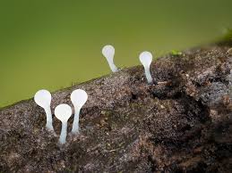 Attēlu rezultāti vaicājumam “Arcyria incarnata spores”