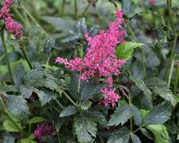 Attēlu rezultāti vaicājumam “Saxifragaceae”