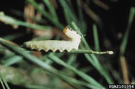 Attēlu rezultāti vaicājumam “Diprion pini female”