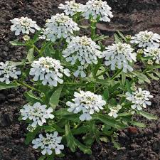 Image result for Iberis amara