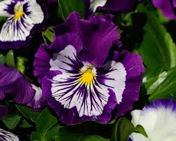 Image result for Viola x wittrockiana `Hiemalis`