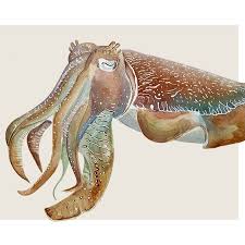 Attēlu rezultāti vaicājumam “Cephalozia connivens macro”