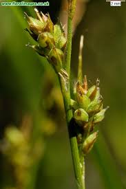 Attēlu rezultāti vaicājumam “Carex caryophyllea flower”