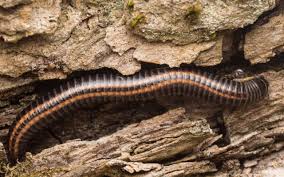 Attēlu rezultāti vaicājumam “Ommatoiulus sabulosus”