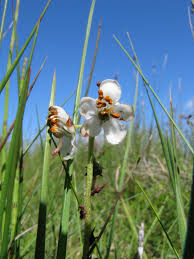 Attēlu rezultāti vaicājumam “Pyrola rotundifolia flower”