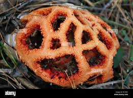 Attēlu rezultāti vaicājumam “Clathrus ruber”