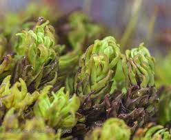 Attēlu rezultāti vaicājumam “Encalypta streptocarpa”