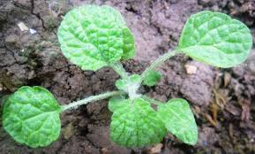 Attēlu rezultāti vaicājumam “Lamium amplexicaule leaf”