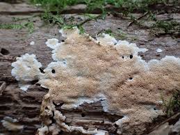 Attēlu rezultāti vaicājumam “Junghuhnia nitida”