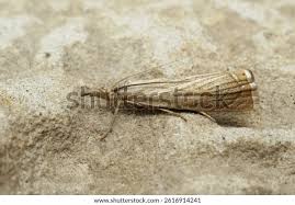 Attēlu rezultāti vaicājumam “Chrysoteuchia culmella”