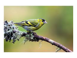 Attēlu rezultāti vaicājumam “Carduelis spinus”