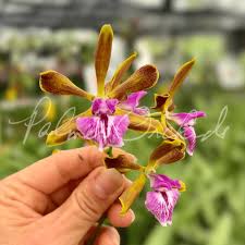 Attēlu rezultāti vaicājumam “Enteridium olivaceum young”