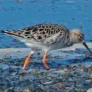 Attēlu rezultāti vaicājumam “Philomachus pugnax adult”