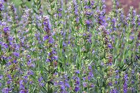 Attēlu rezultāti vaicājumam “Hyssopus officinalis”