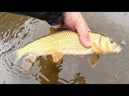 Image result for Moxostoma duquesnei