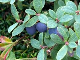 Attēlu rezultāti vaicājumam “Vaccinium uliginosum leaf”