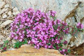 Attēlu rezultāti vaicājumam “Thymus serpyllum flower”