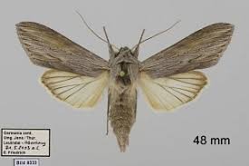 Attēlu rezultāti vaicājumam “Cucullia umbratica”