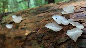 Attēlu rezultāti vaicājumam “Pseudohydnum gelatinosum”