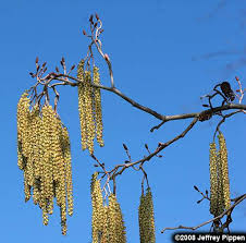 Attēlu rezultāti vaicājumam “Alnus glutinosa female flower”