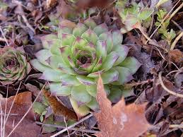 Image result for Mehikasvi